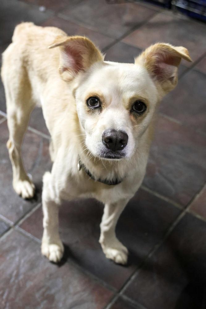 Fabian, Adoptable, Adult Male Chihuahua.