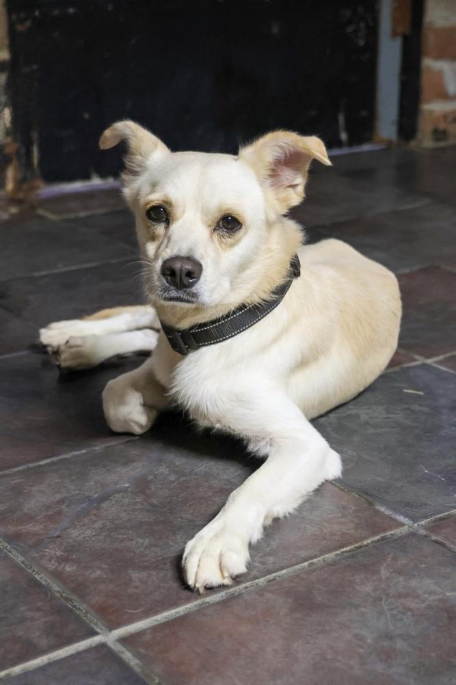 Enlarge Fabian, a Adoptable mixed breed in TUCSON, AZ image 2/3