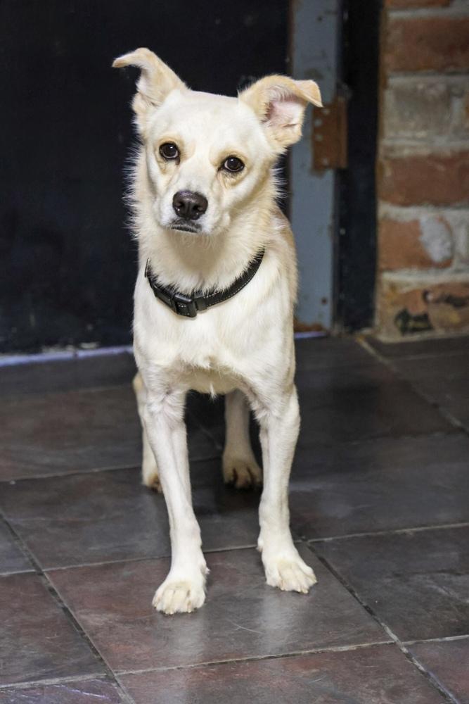 Enlarge Fabian, a Adoptable mixed breed in TUCSON, AZ image 3/3