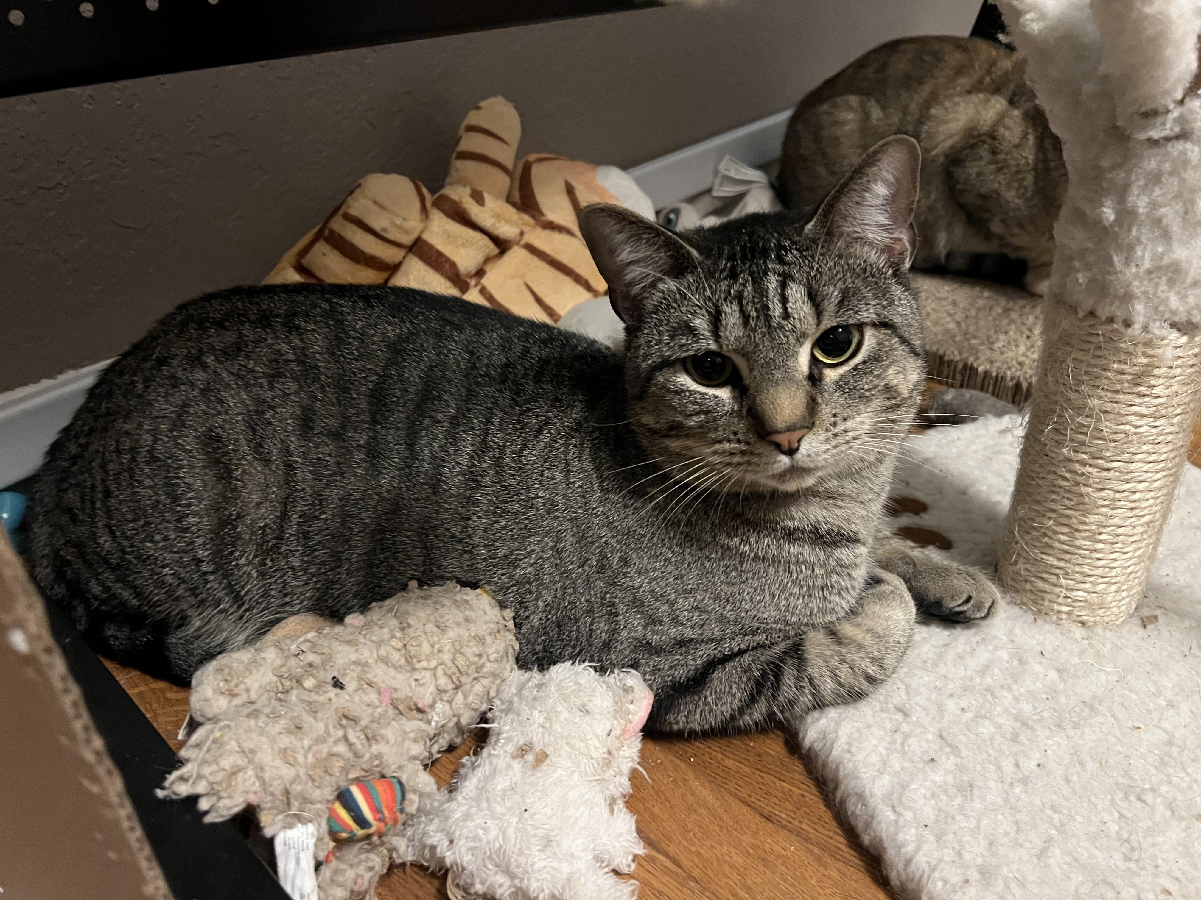 Zoro (being fostered with mom, Harley)