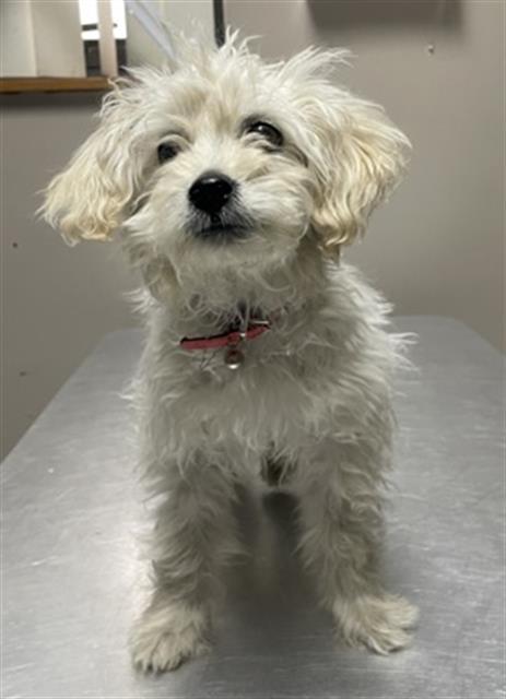 Enlarge TOFU- IN FOSTER, a Adoptable mixed breed in Redlands, CA image 1/1