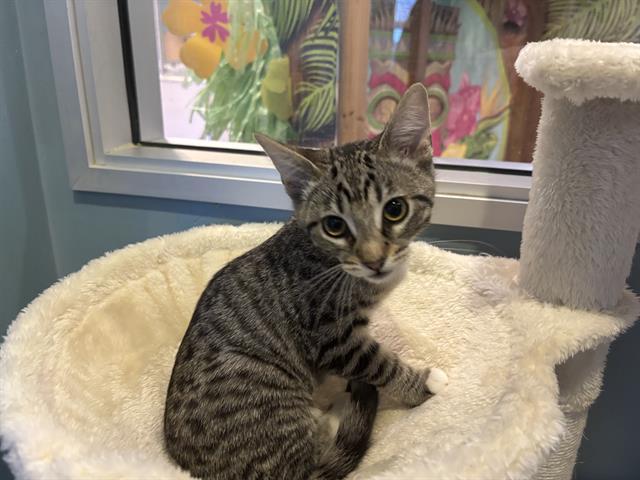 ANNIE, Adoptable, Kitten Female Domestic Short Hair.