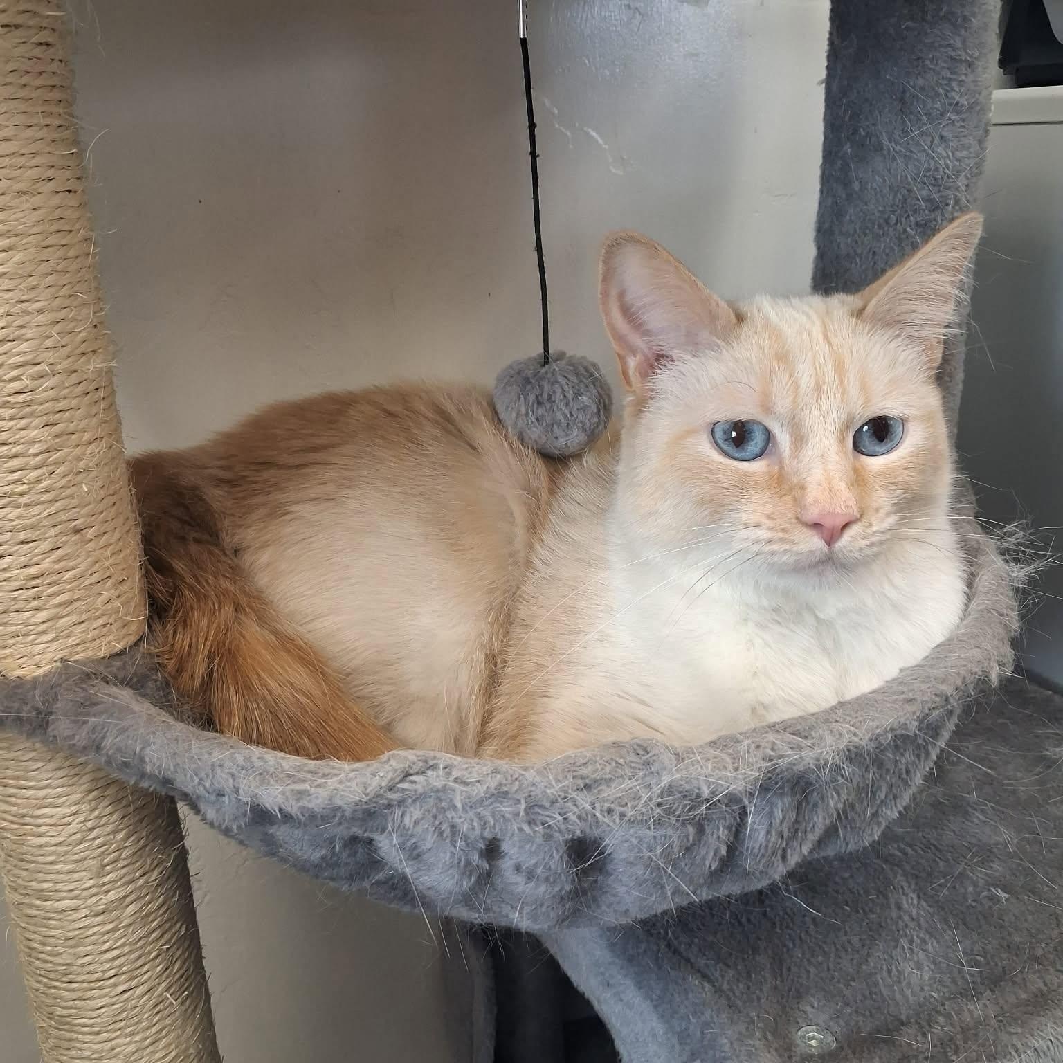 Enlarge Pumpkin, a ADOPTABLE Siamese in Roosevelt, UT image 5/6