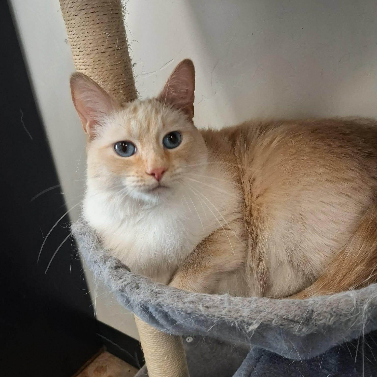 Enlarge Pumpkin, a ADOPTABLE Siamese in Roosevelt, UT image 6/6