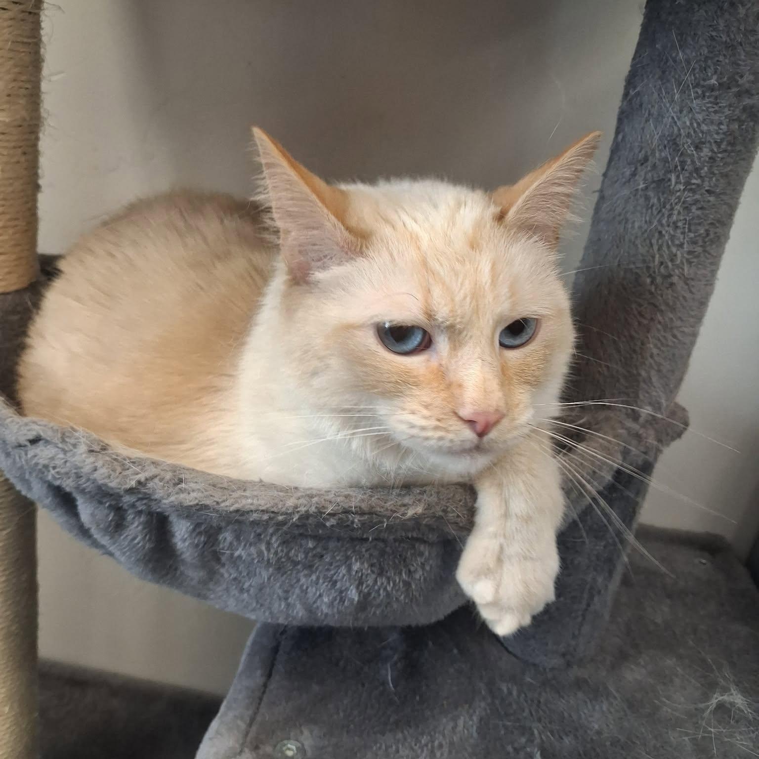 Enlarge Pumpkin, a ADOPTABLE Siamese in Roosevelt, UT image 4/6