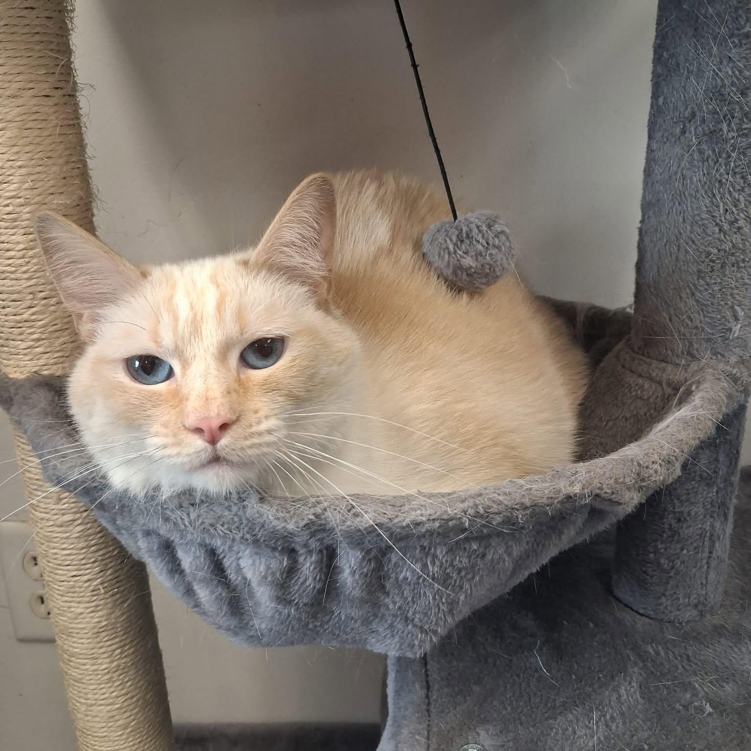 Pumpkin, ADOPTABLE, Adult Female Siamese.