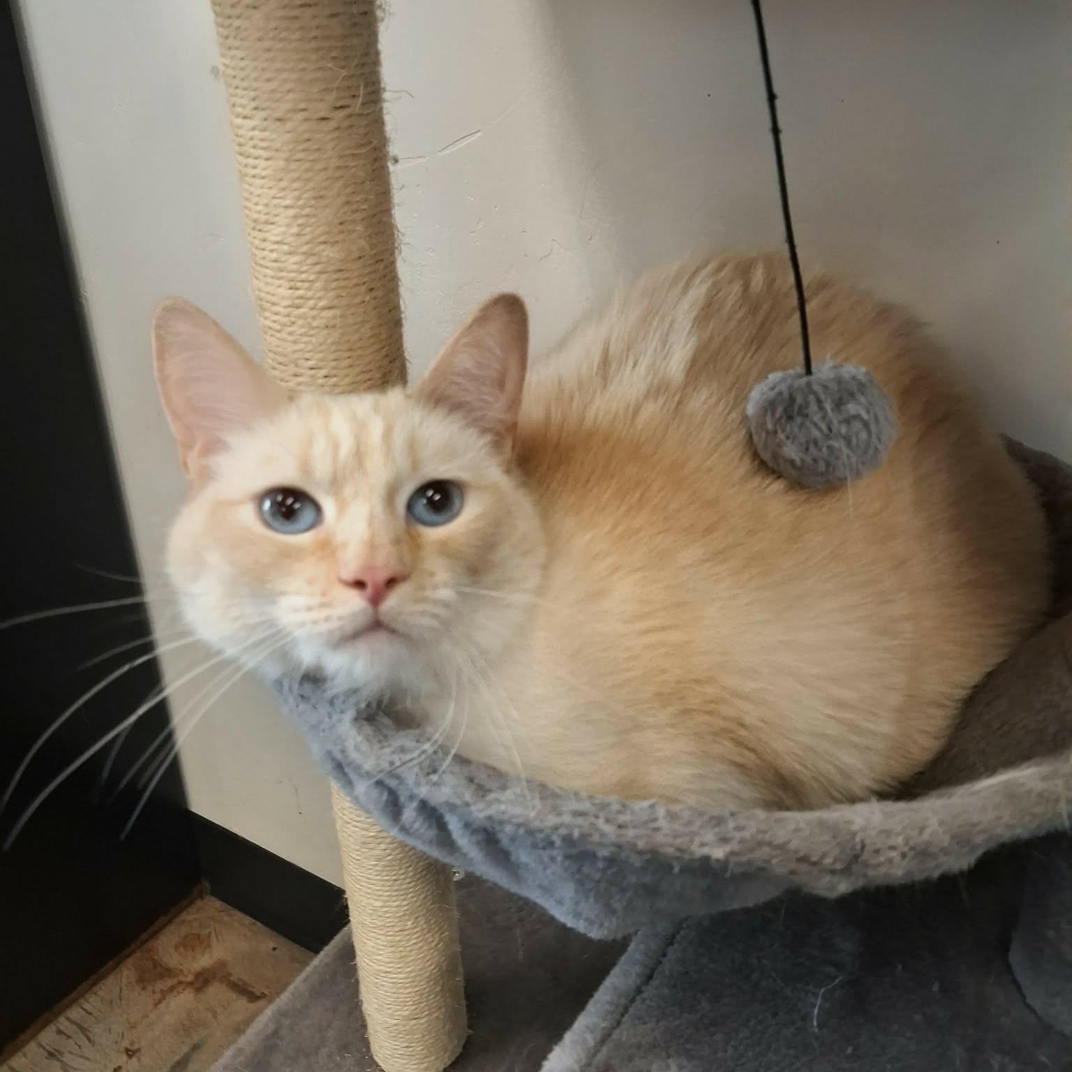 Enlarge Pumpkin, a ADOPTABLE Siamese in Roosevelt, UT image 3/6