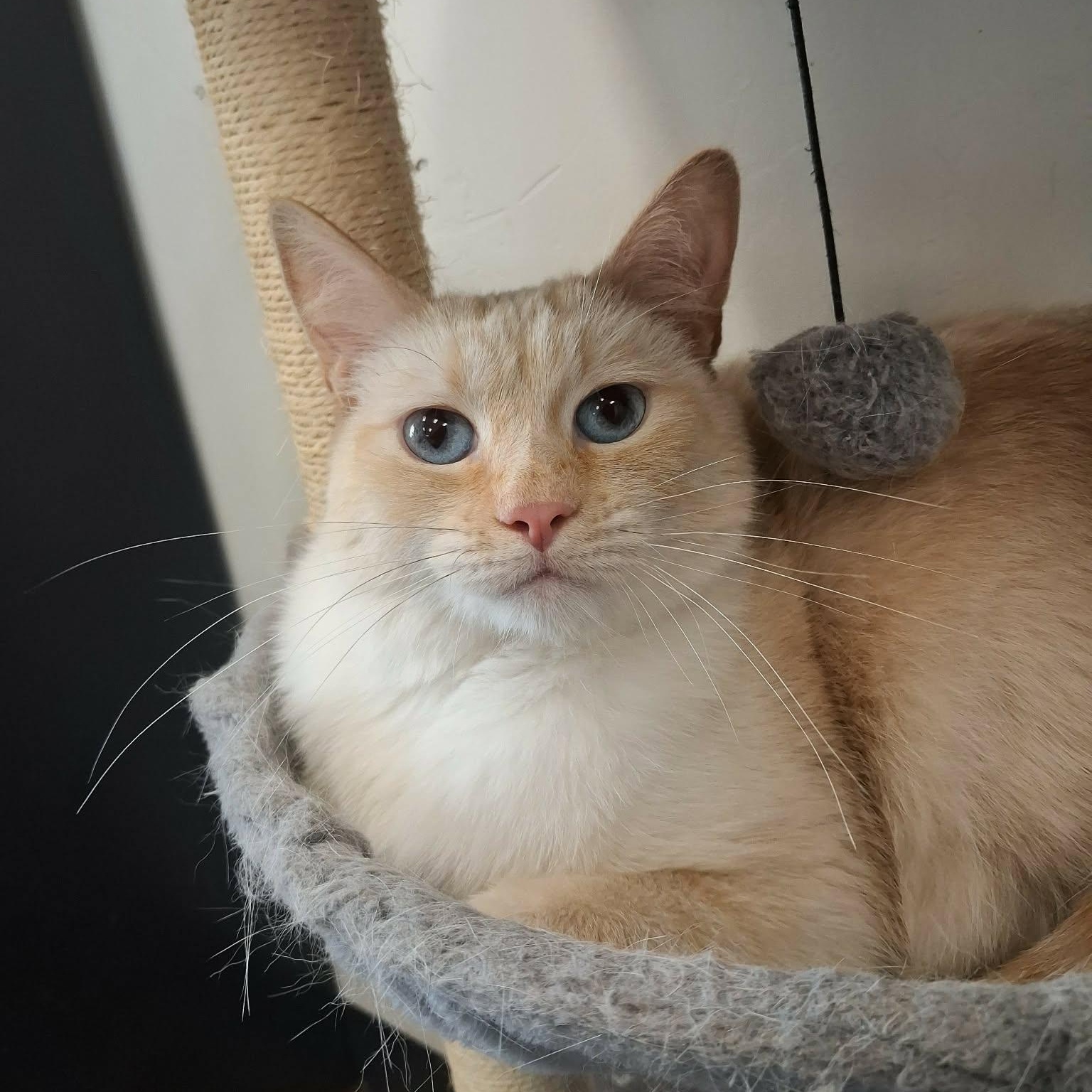 Enlarge Pumpkin, a ADOPTABLE Siamese in Roosevelt, UT image 2/6
