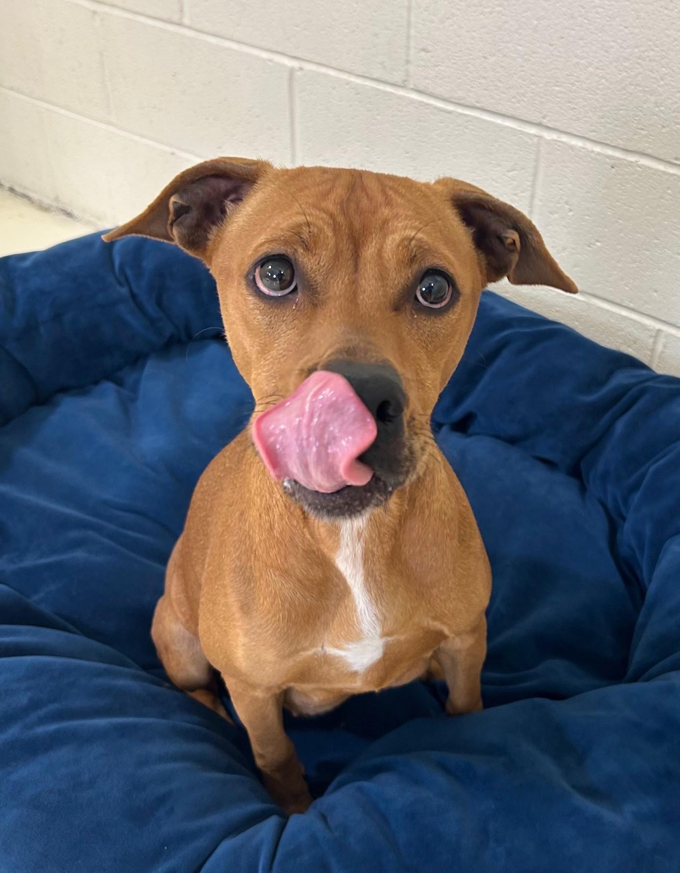 Enlarge URGENT Bella Marie needs a safe place now, an adopted Mixed Breed in Miamitown, OH image 1/3