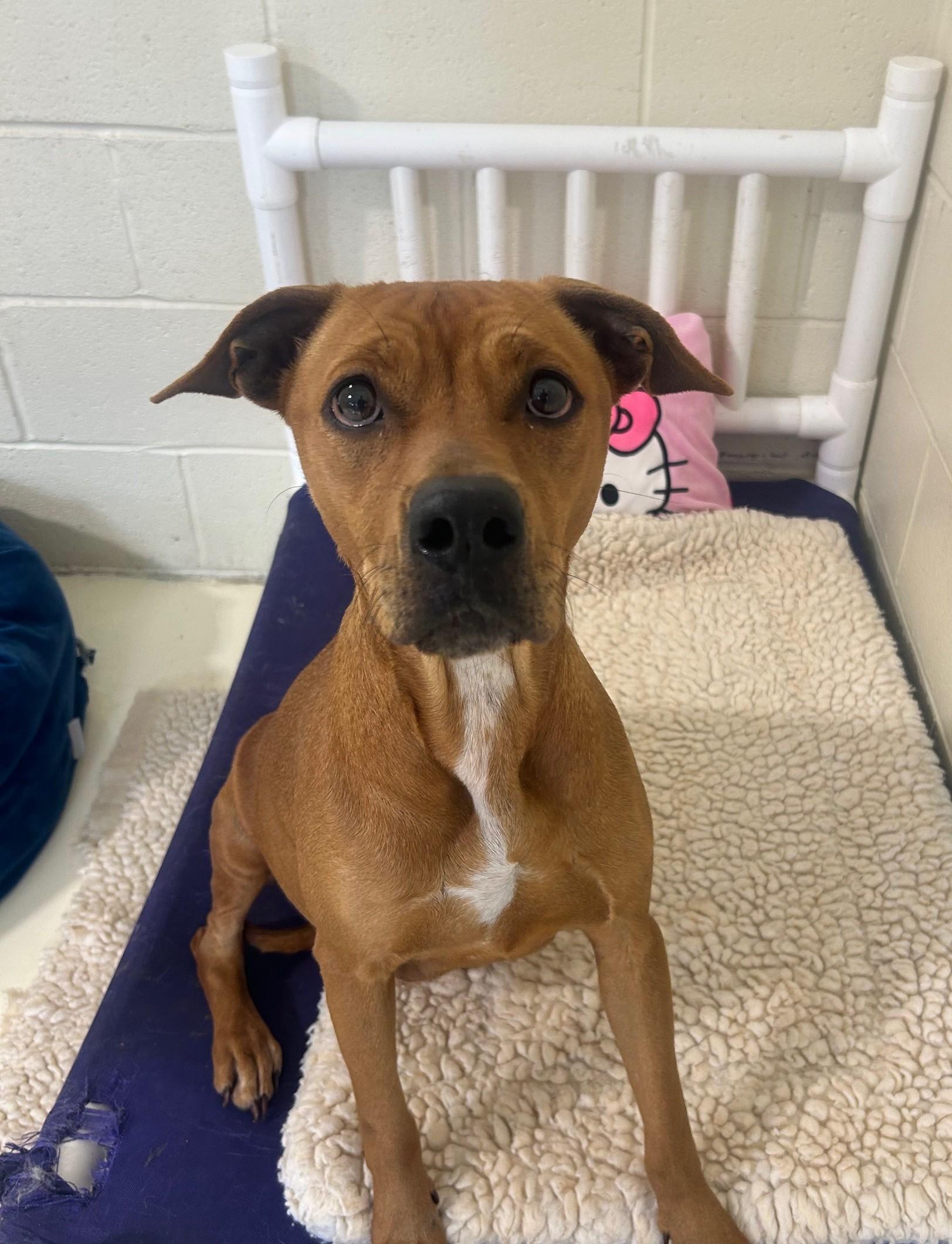 Enlarge URGENT Bella Marie needs a safe place now, an adopted Mixed Breed in Miamitown, OH image 2/3