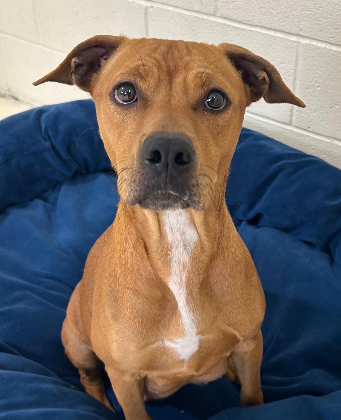 Enlarge URGENT Bella Marie needs a safe place now, an adopted Mixed Breed in Miamitown, OH image 3/3