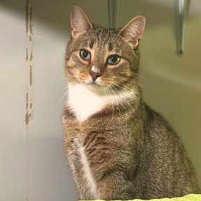 Enlarge Mints, a Adoptable Domestic Short Hair in brooklyn, NY image 1/6