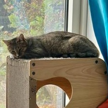 Enlarge Mints, a Adoptable Domestic Short Hair in brooklyn, NY image 6/6