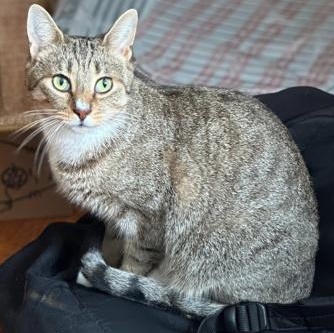 Enlarge Mints, a Adoptable Domestic Short Hair in brooklyn, NY image 2/6