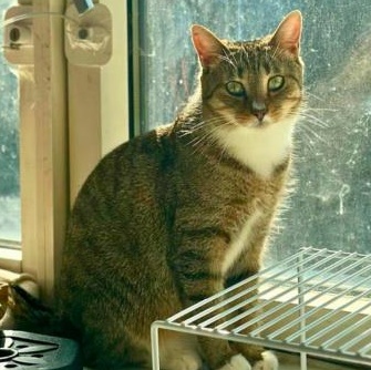 Enlarge Mints, a Adoptable Domestic Short Hair in brooklyn, NY image 3/6