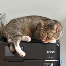 Enlarge Mints, a Adoptable Domestic Short Hair in brooklyn, NY image 4/6