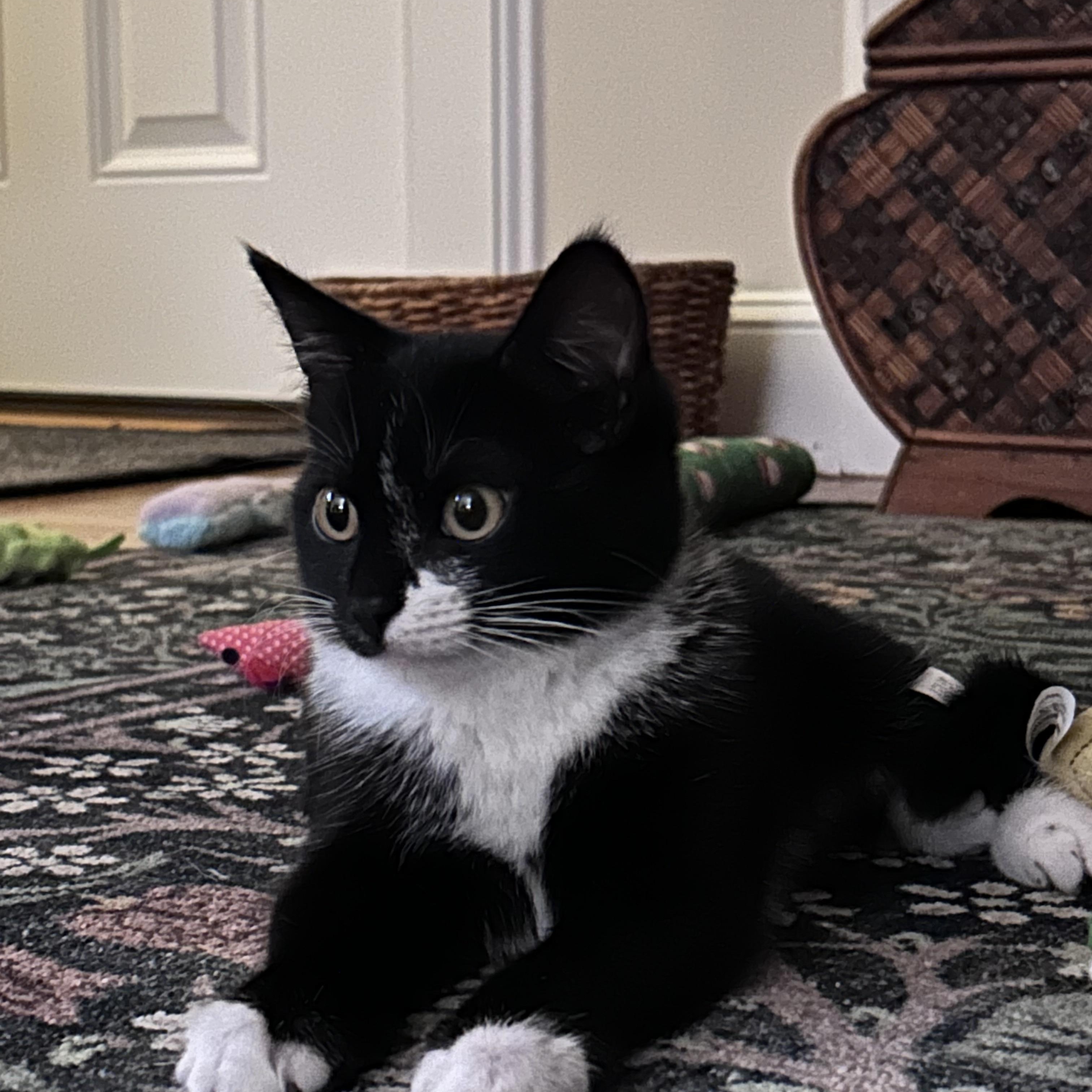 Enlarge Myrtle, an adopted Domestic Short Hair in Bourne, MA image 4/4