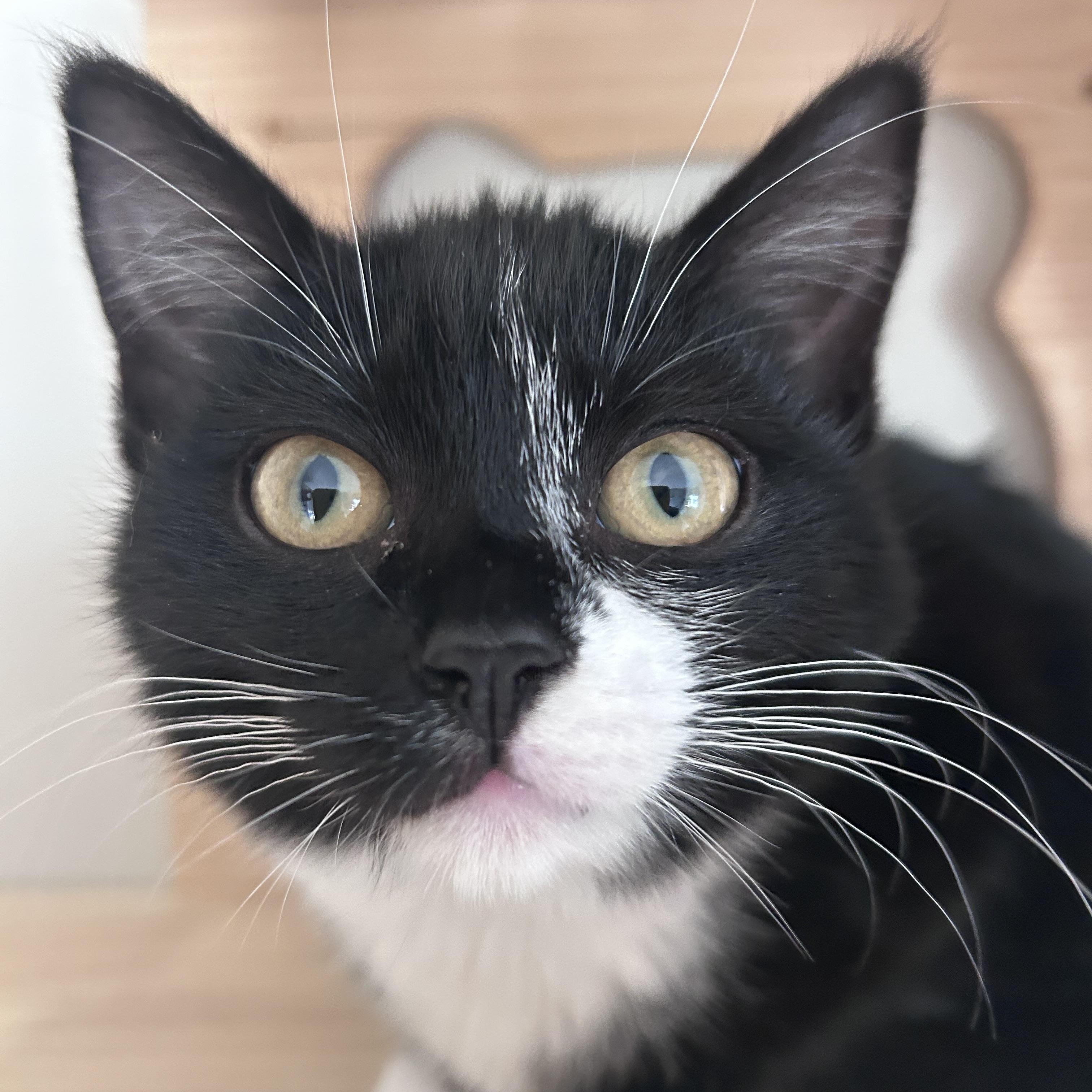 Myrtle, ADOPTABLE, Kitten Female Domestic Short Hair.