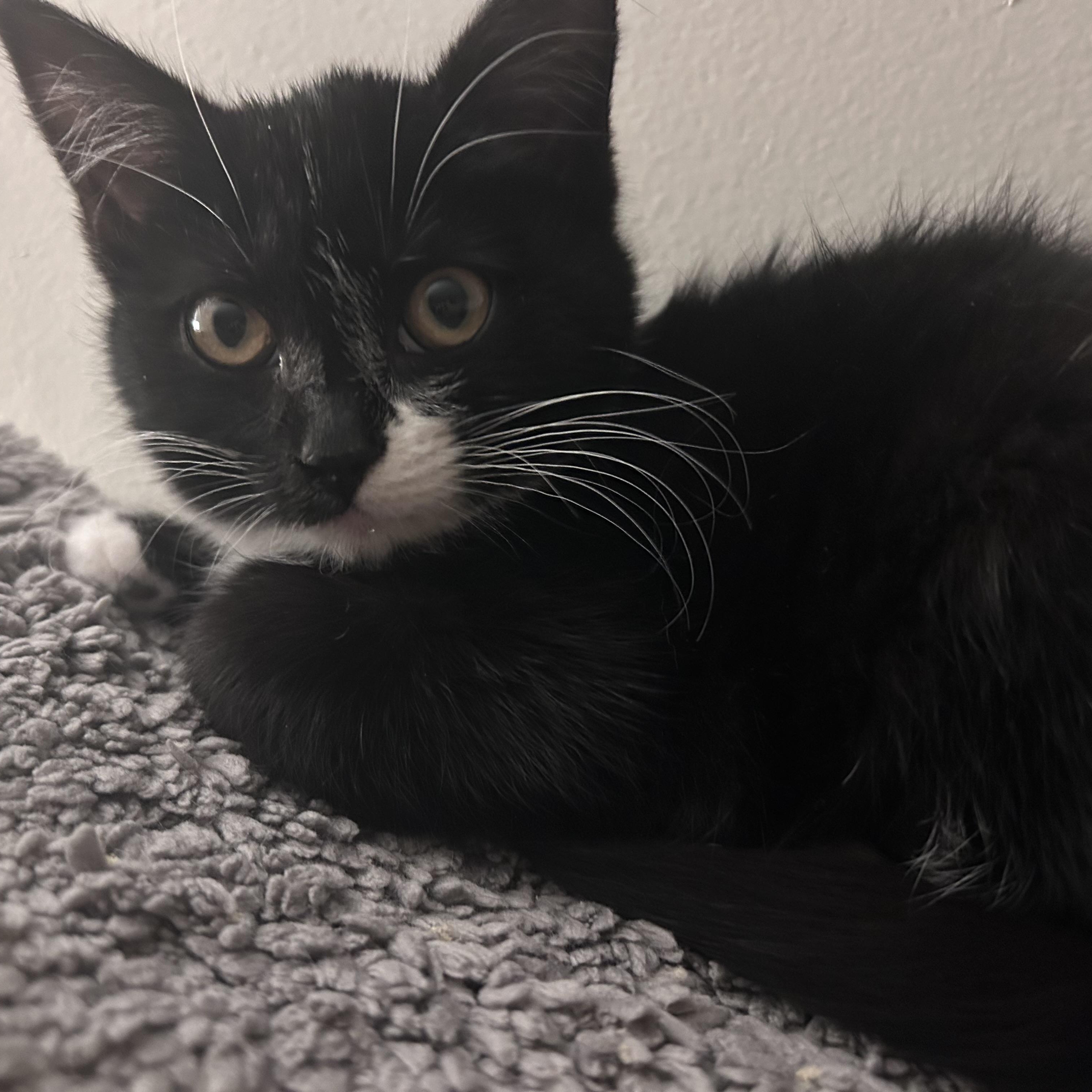 Enlarge Myrtle, a ADOPTABLE Domestic Short Hair in Bourne, MA image 4/4