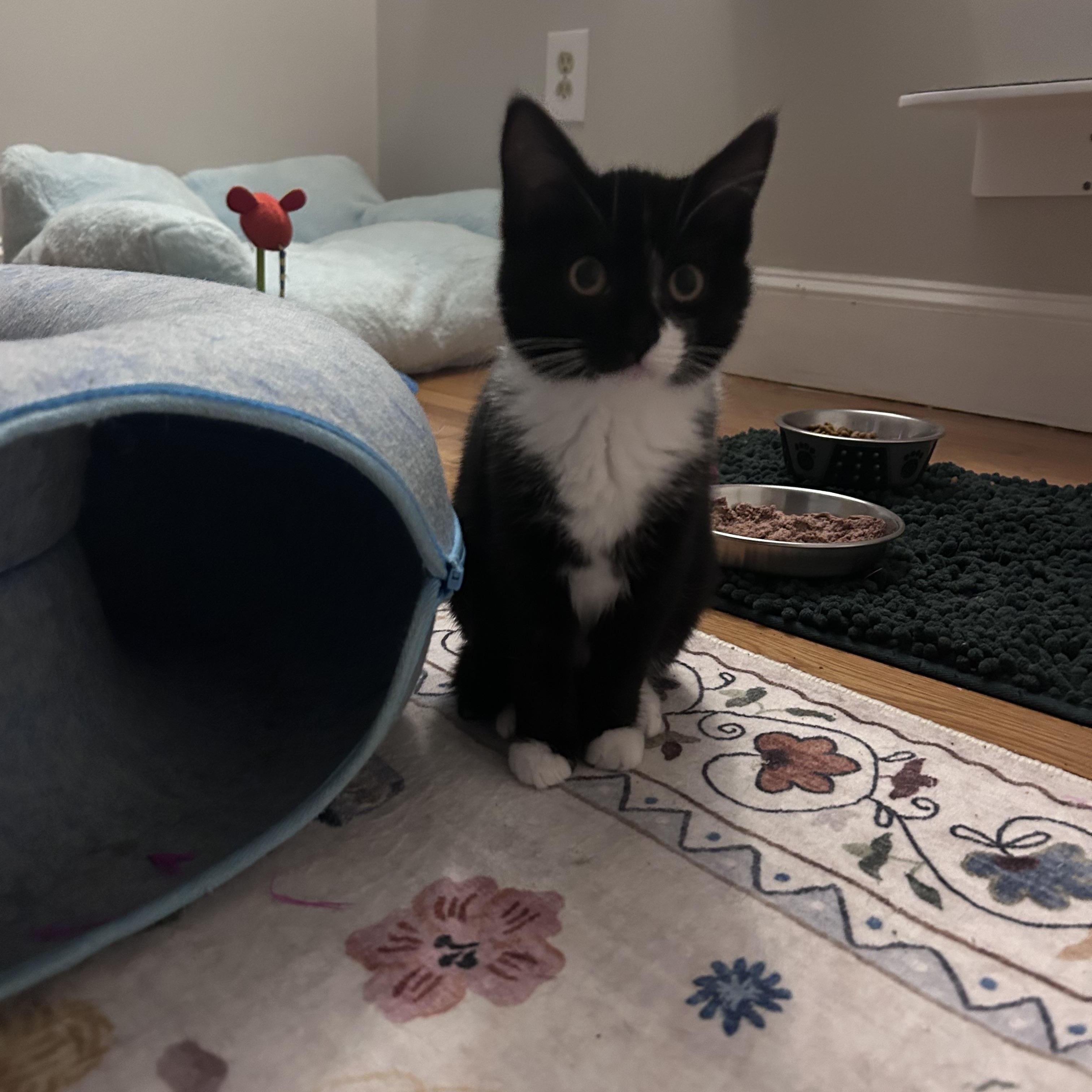 Enlarge Myrtle, a ADOPTABLE Domestic Short Hair in Bourne, MA image 2/4