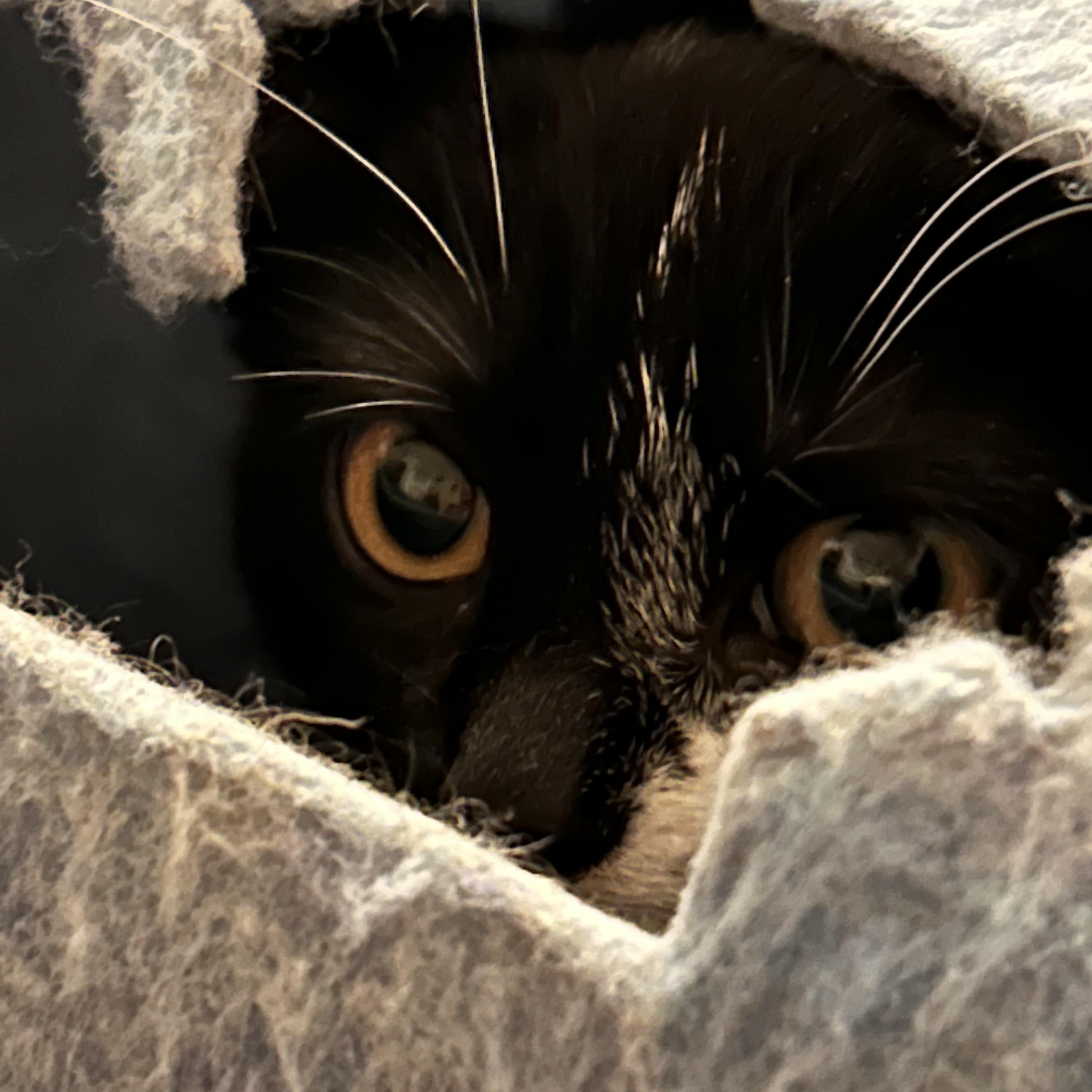 Enlarge Myrtle, a ADOPTABLE Domestic Short Hair in Bourne, MA image 3/4