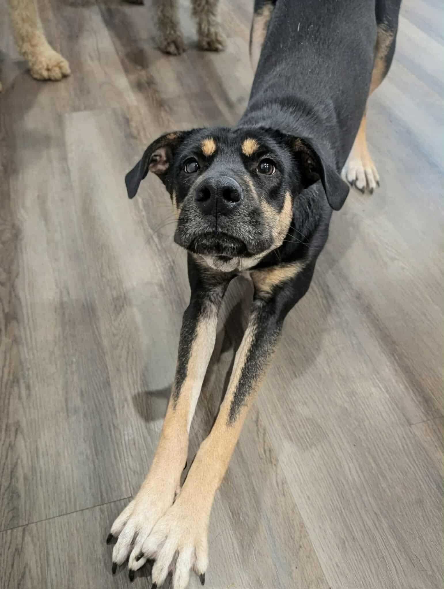 Aspen, Adoptable, Young Female German Shepherd Dog.