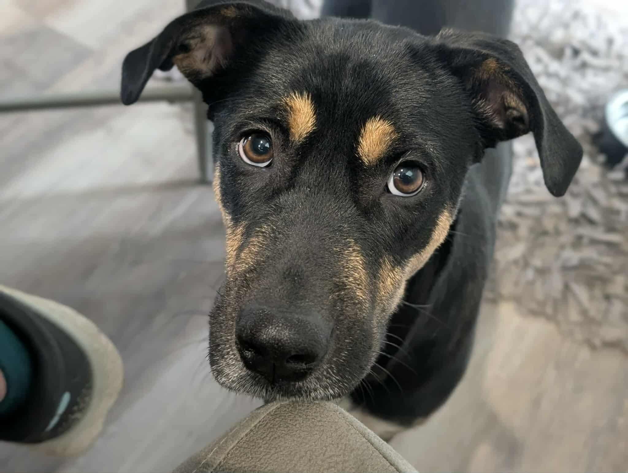 Aspen, a Adoptable mixed breed in Parker, CO image 2/4