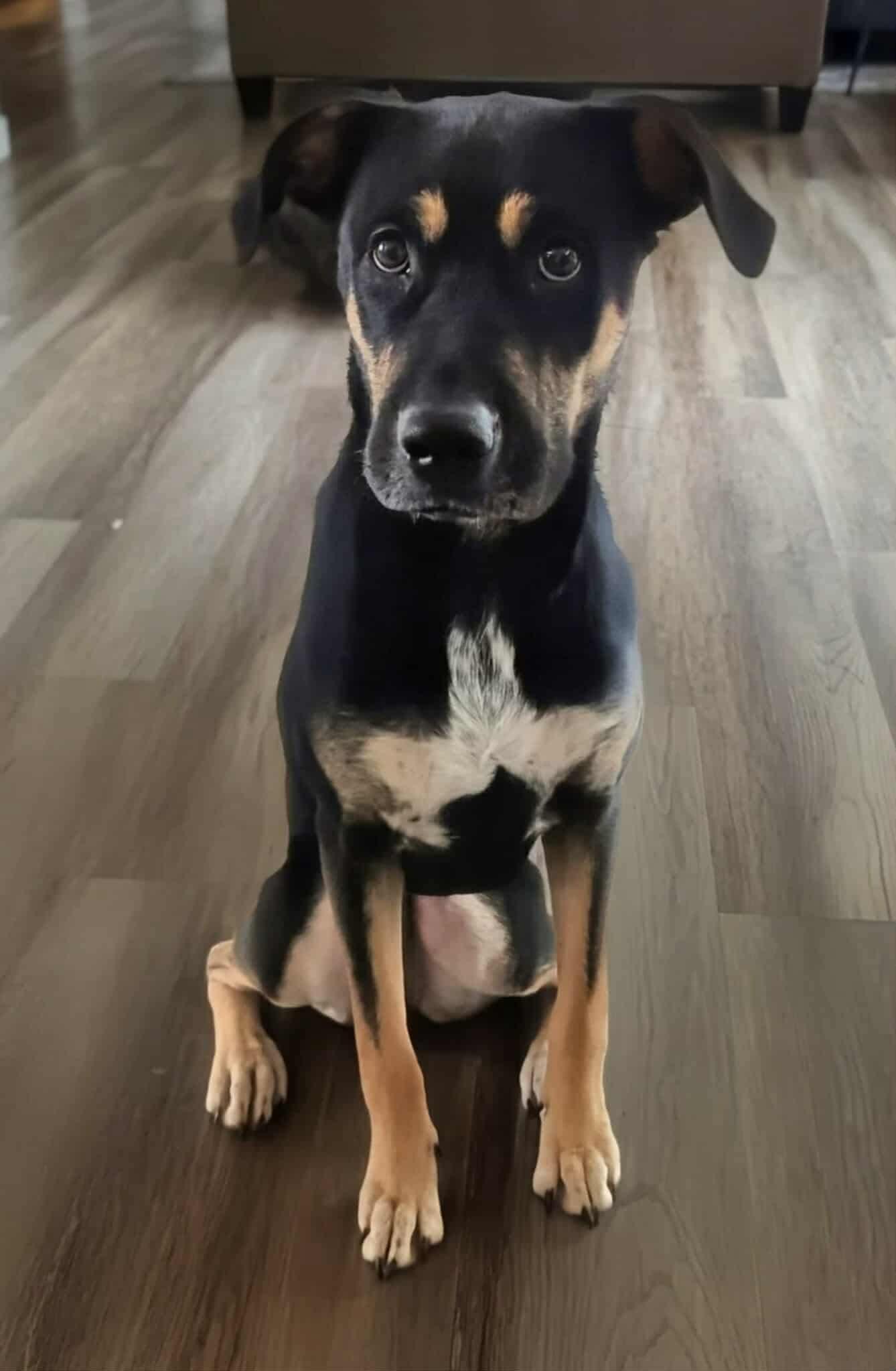 Aspen, a Adoptable mixed breed in Parker, CO image 3/4