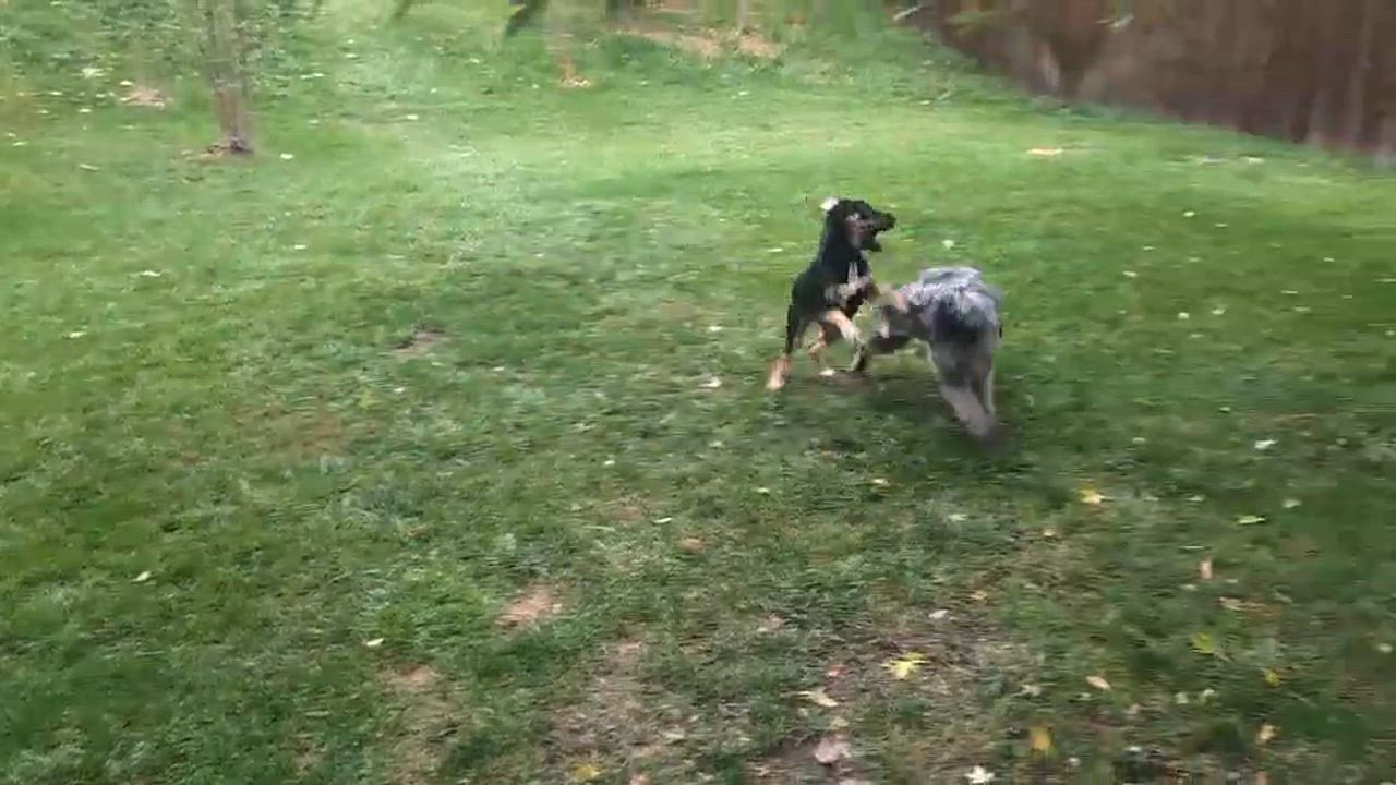 Enlarge Aspen, a Adoptable mixed breed in Parker, CO video 4/4