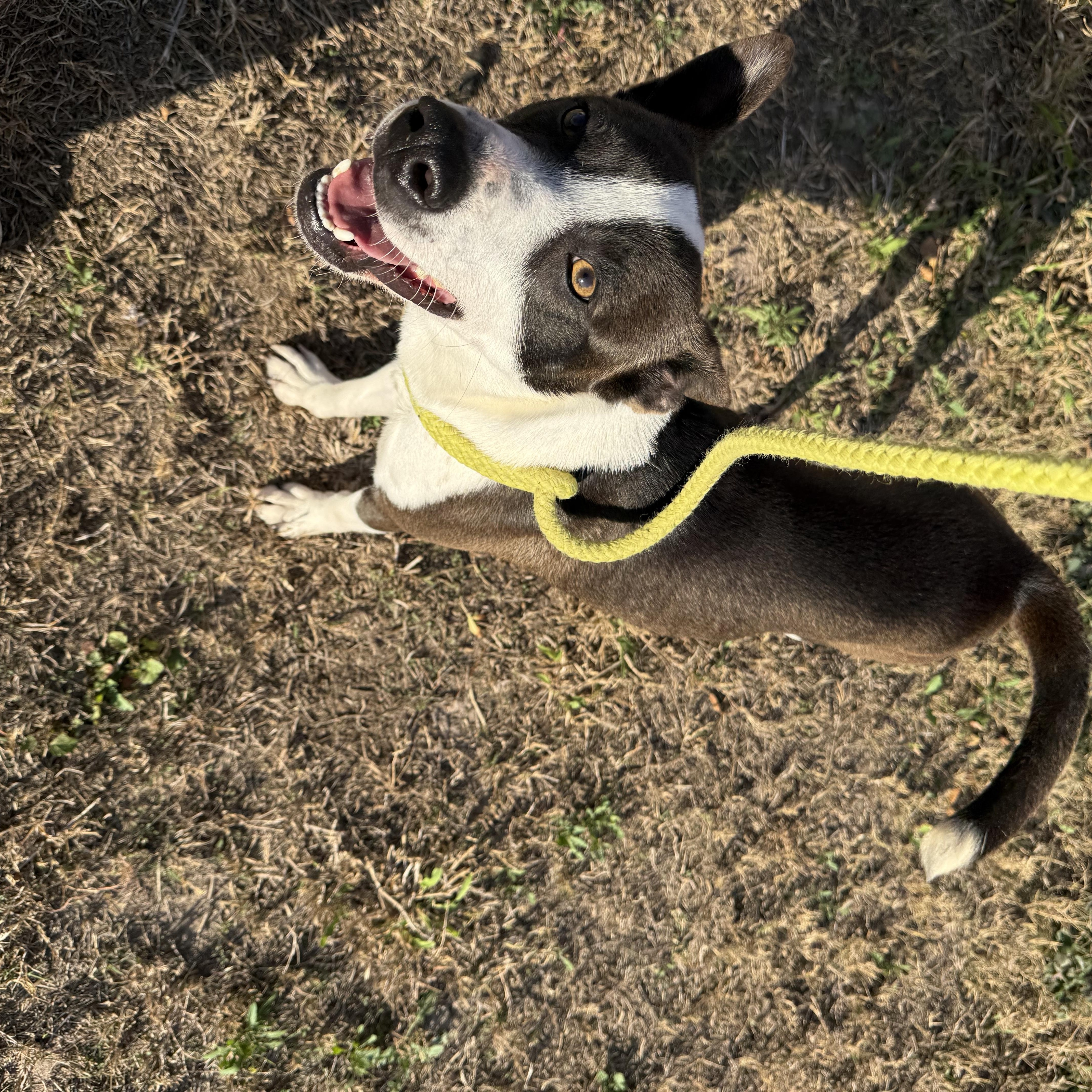 Enlarge Uly, a Adoptable mixed breed in Minneapolis , MN image 2/6