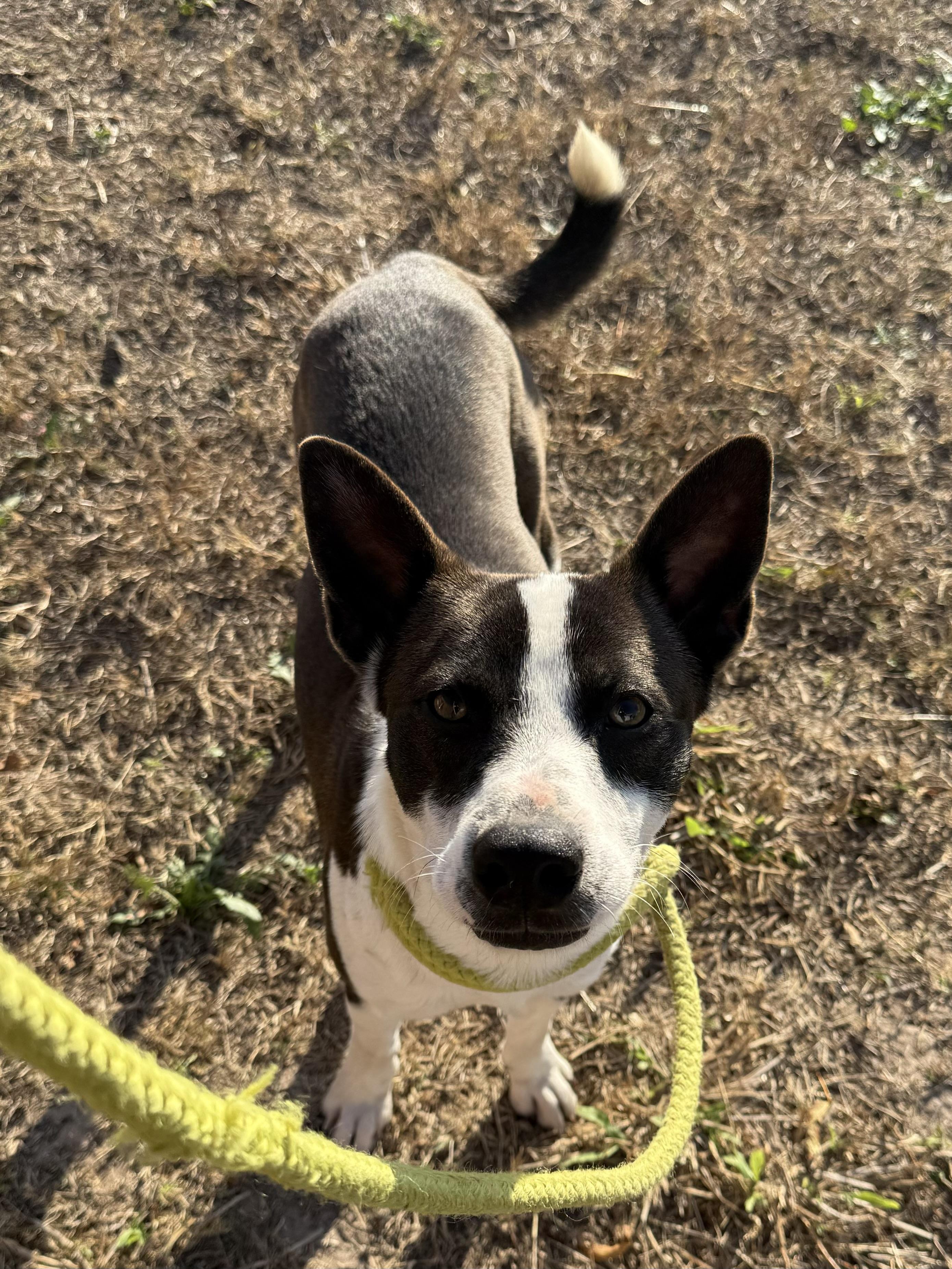 Enlarge Uly, a Adoptable mixed breed in Minneapolis , MN image 4/6