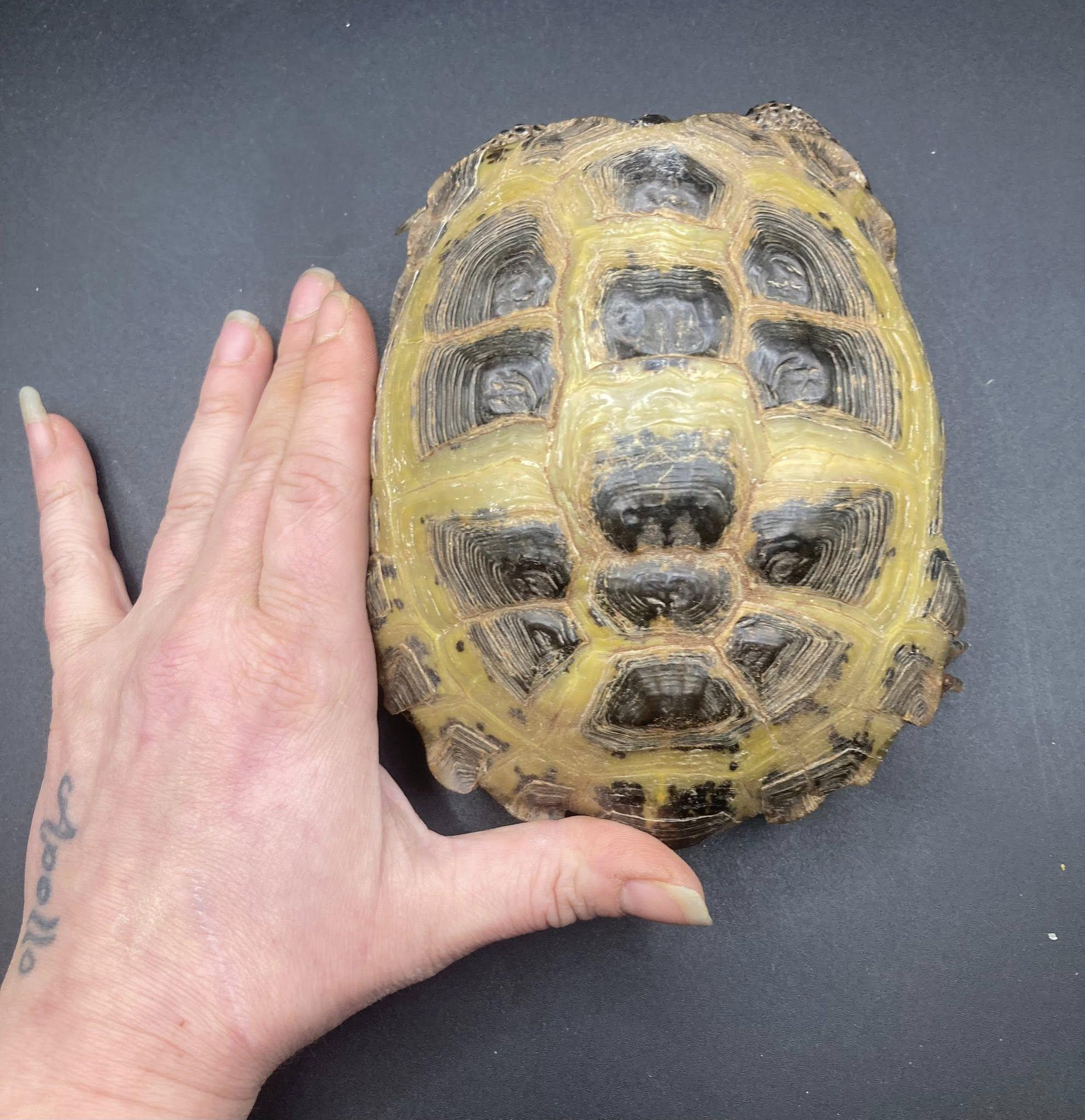 Enlarge Fudge, a ADOPTABLE Russian in Palmerton, PA image 3/3