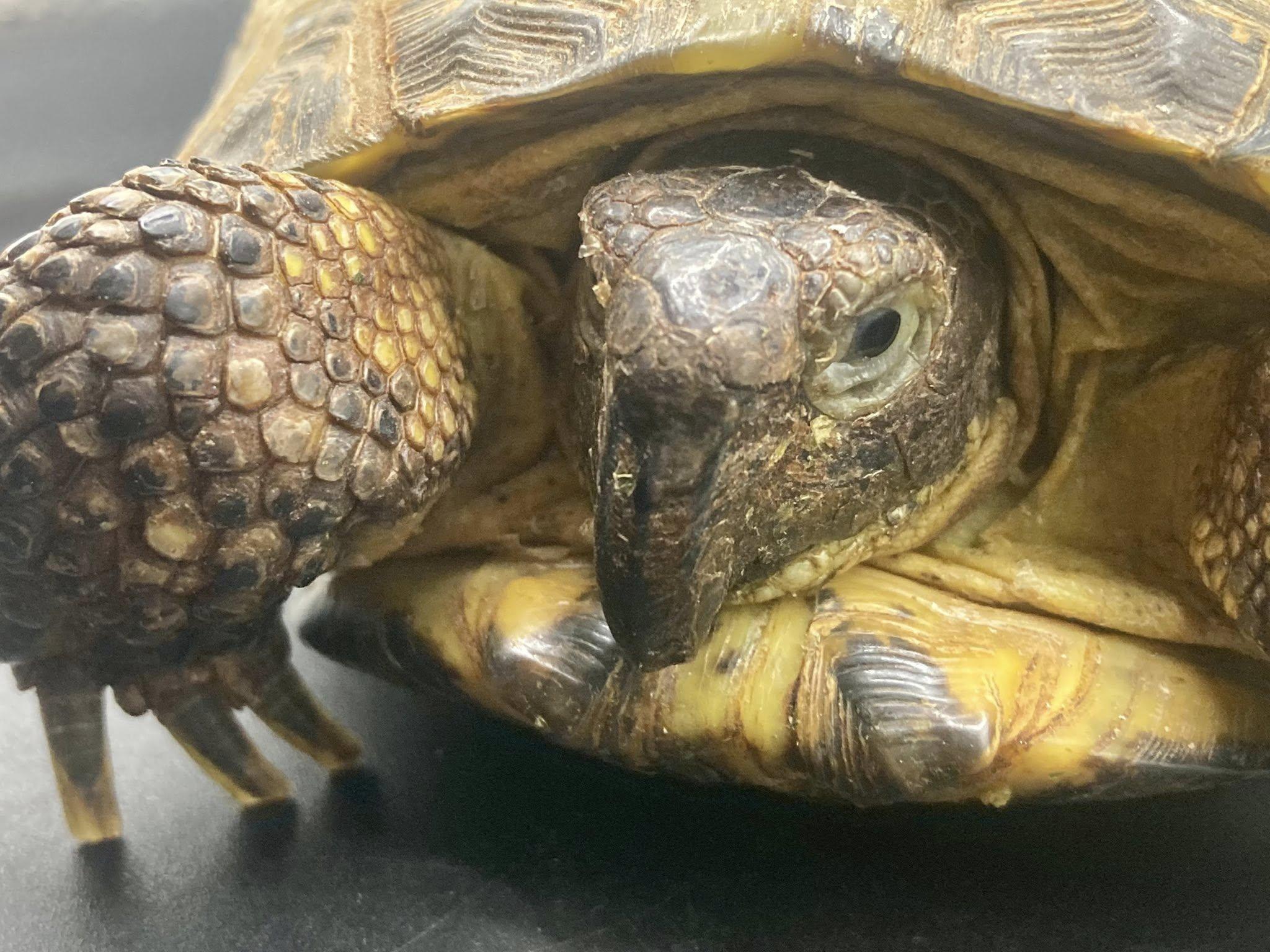 Enlarge Fudge, a ADOPTABLE Russian in Palmerton, PA image 2/3