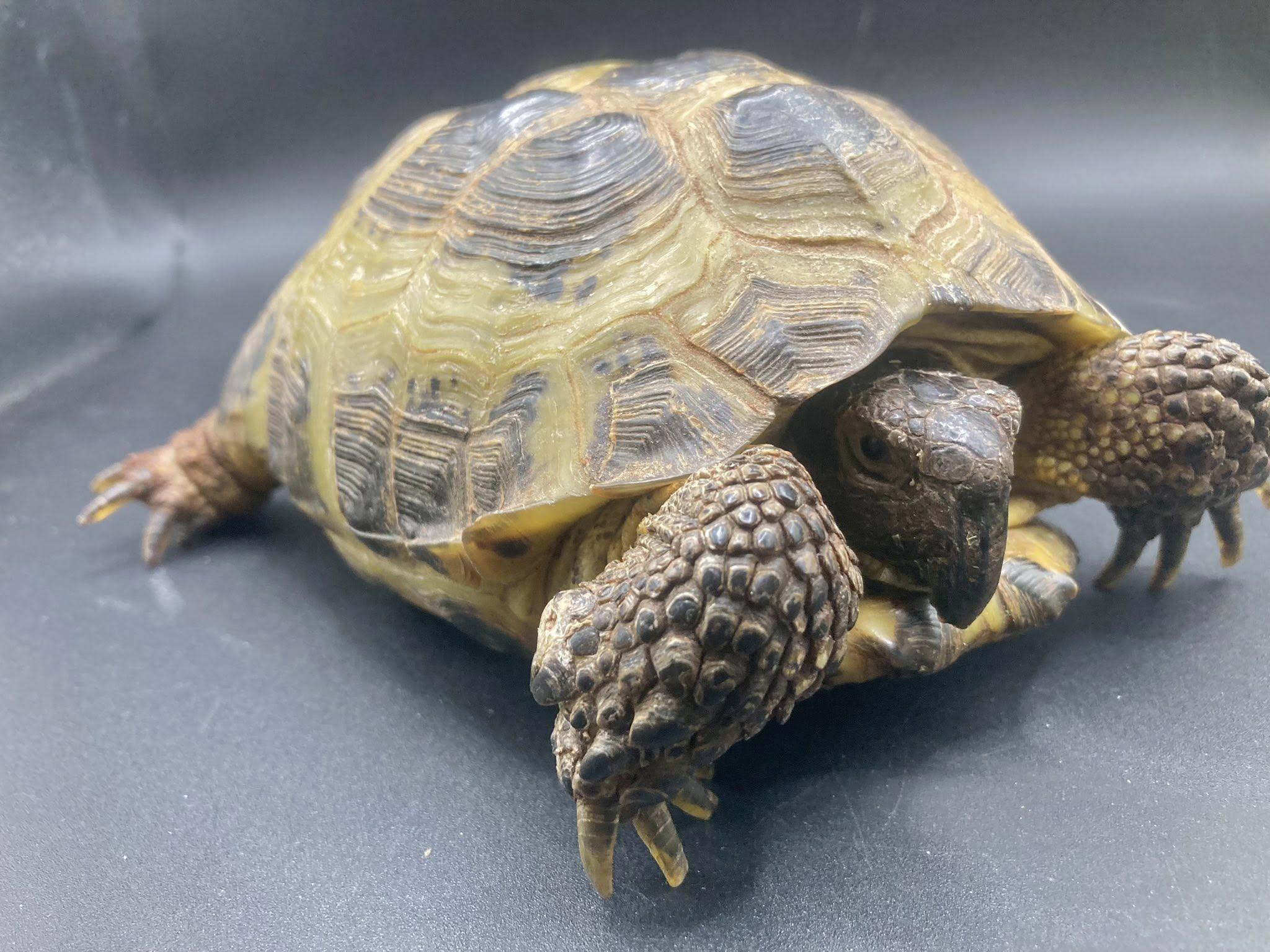 Fudge, ADOPTABLE, Young Female Russian.