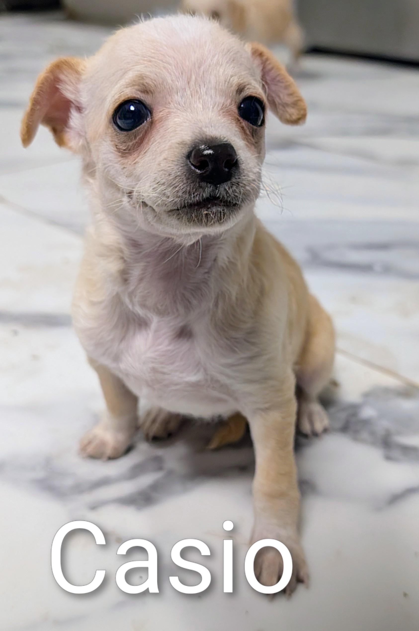 Casio, ADOPTABLE, Puppy Female Chihuahua & Miniature Poodle.