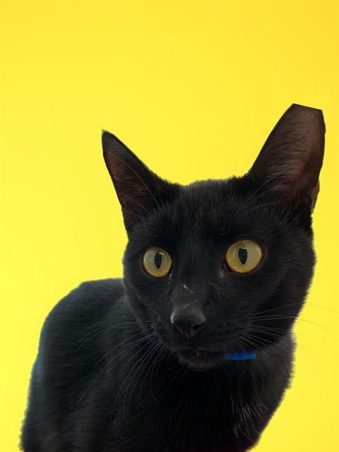 Enlarge SID, a Adoptable Domestic Short Hair in Sarasota, FL image 1/1