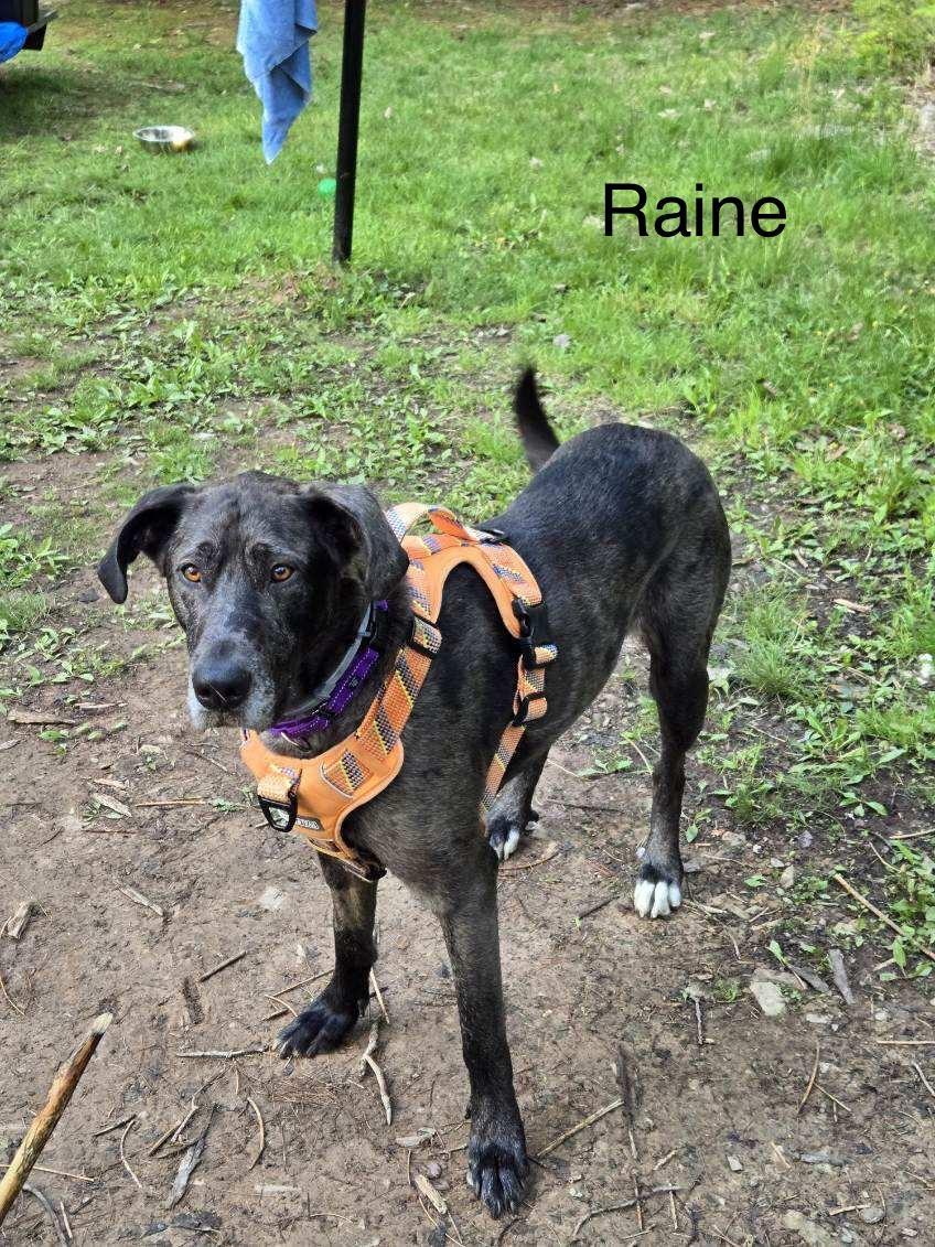 Raine photo 3