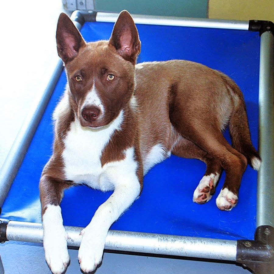 Sabine, a Adoptable mixed breed in Redlands, CA image 4/6