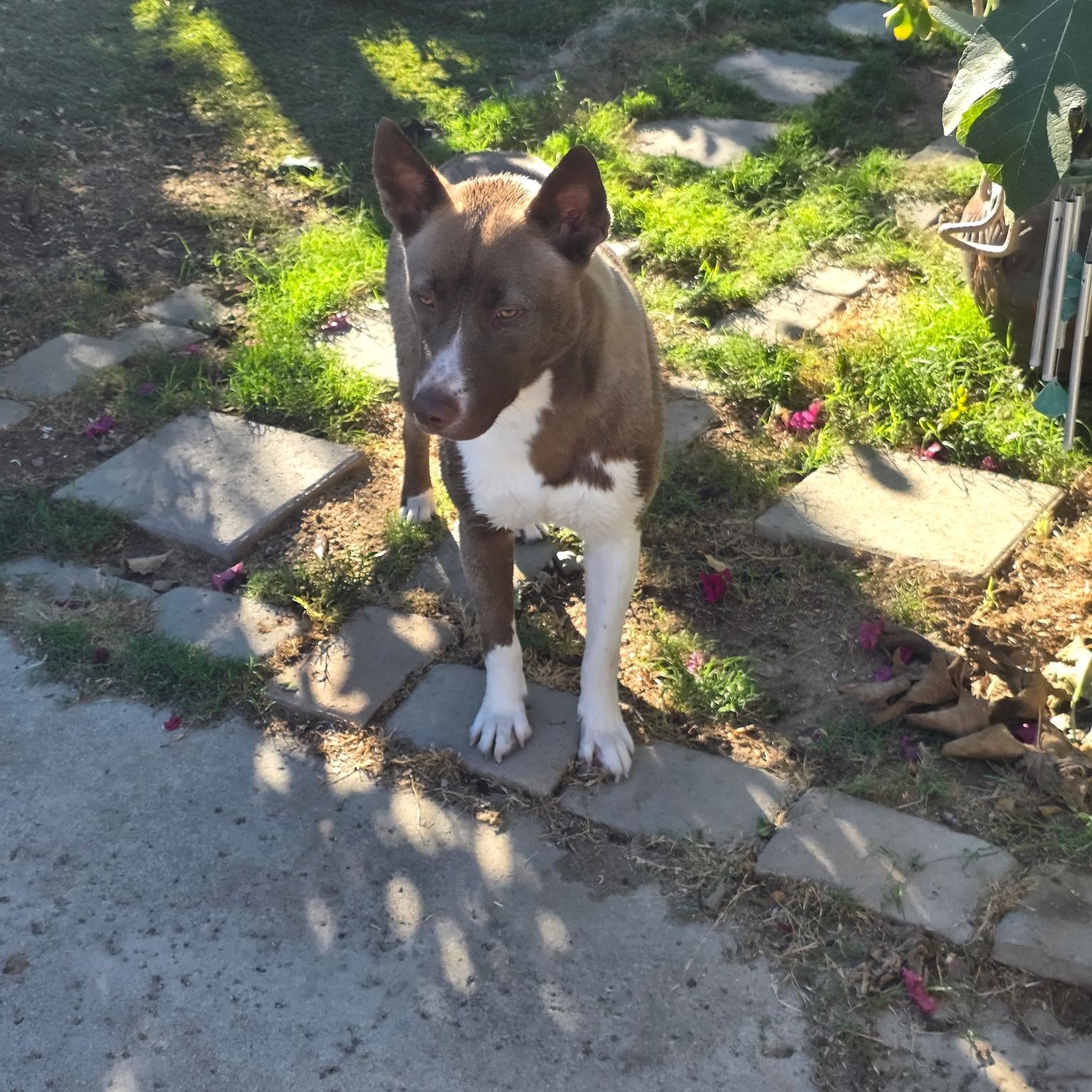Sabine, a Adoptable mixed breed in Redlands, CA image 6/6