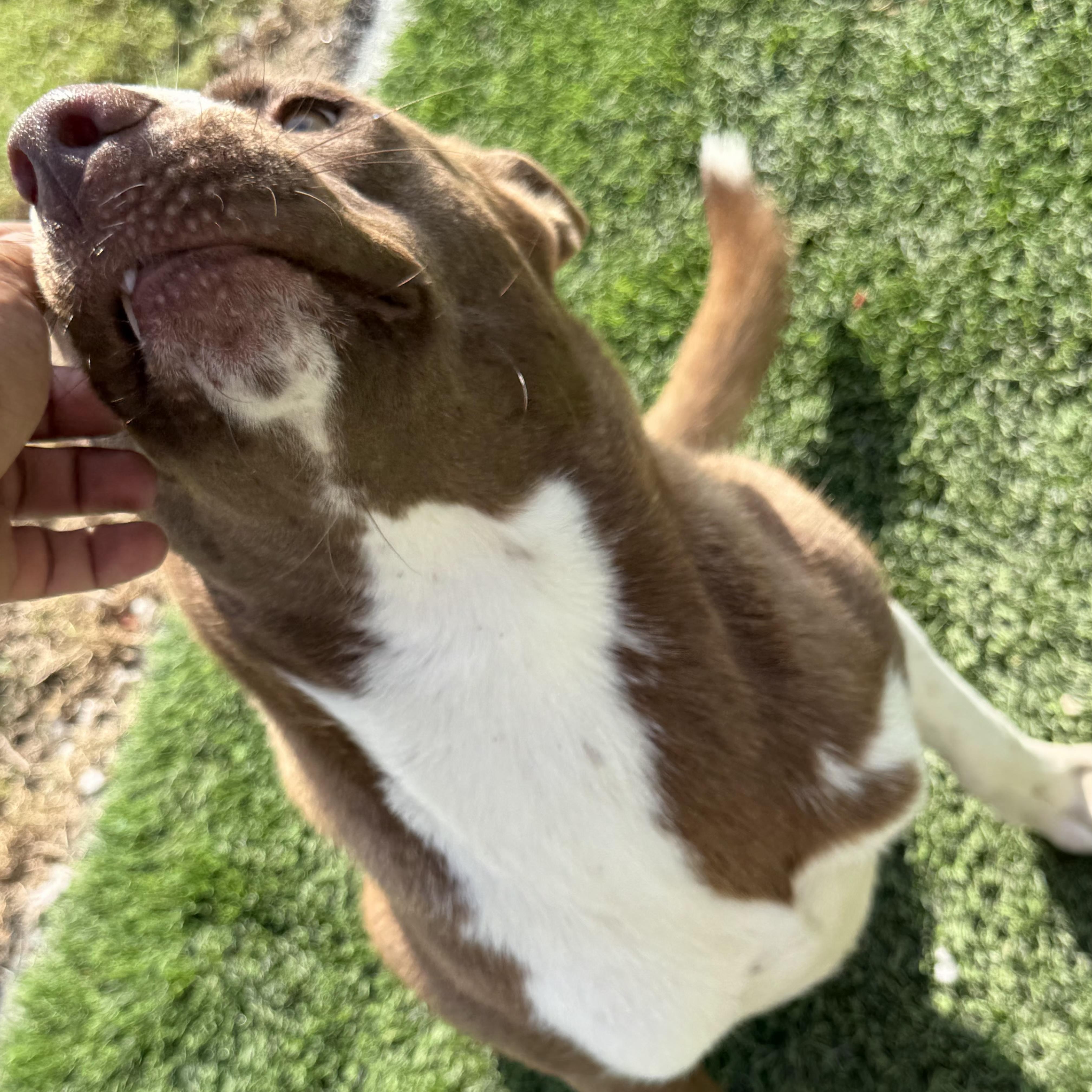 Sabine, a Adoptable mixed breed in Redlands, CA image 2/6