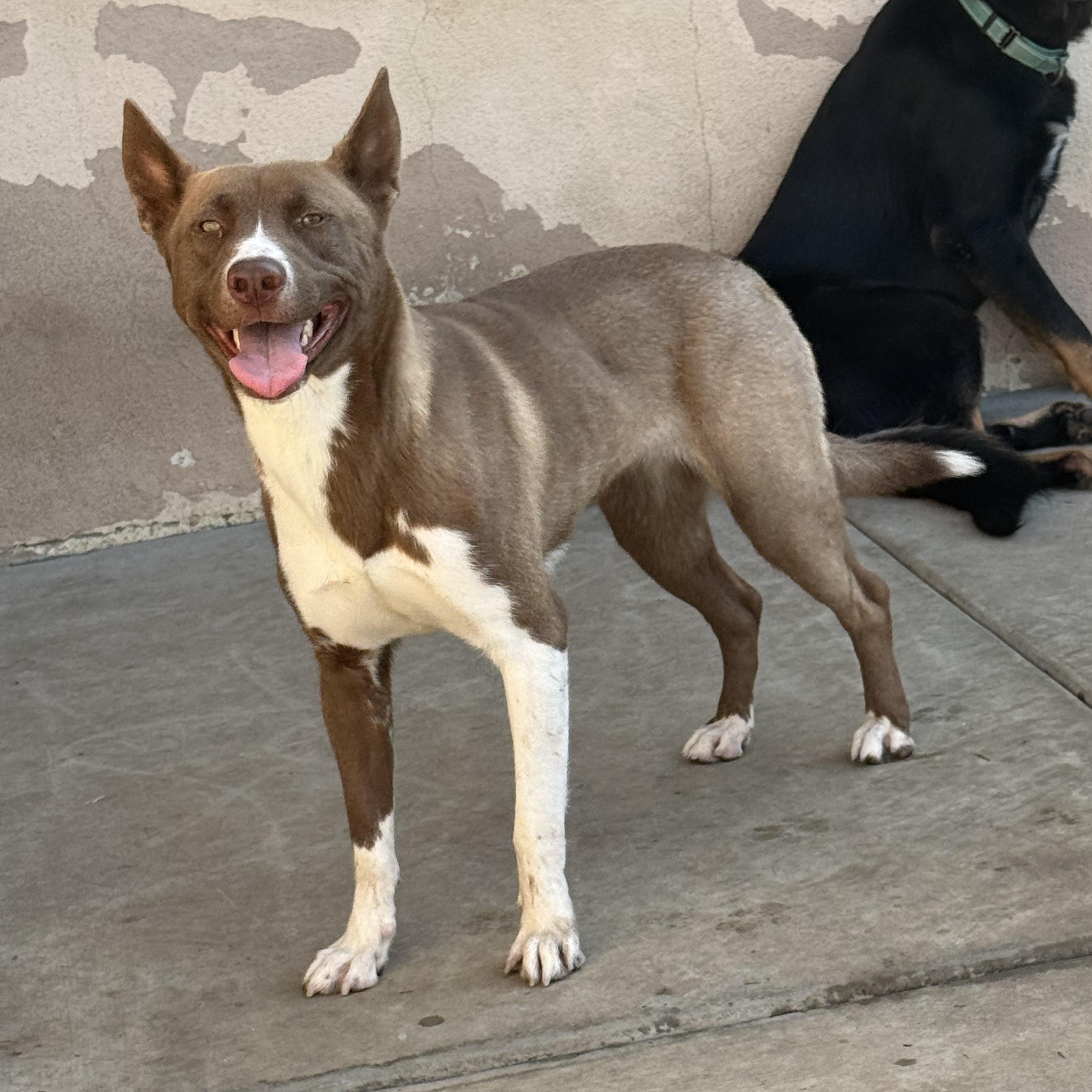 Sabine, Adoptable, Young Female Husky.