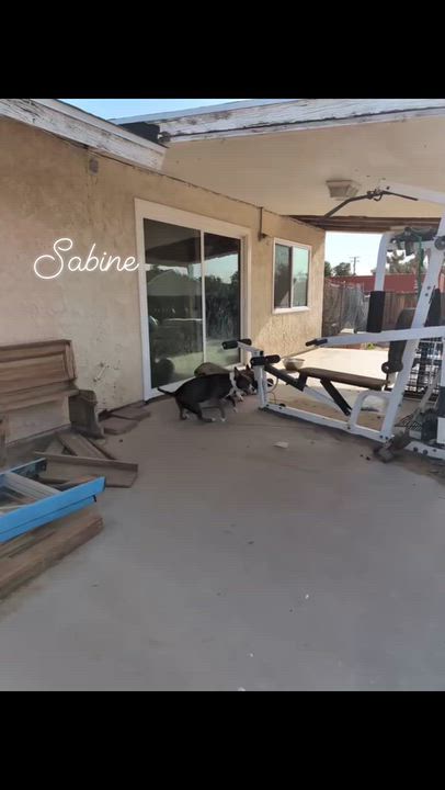 Enlarge Sabine, a Adoptable mixed breed in Adelanto, CA video 4/6