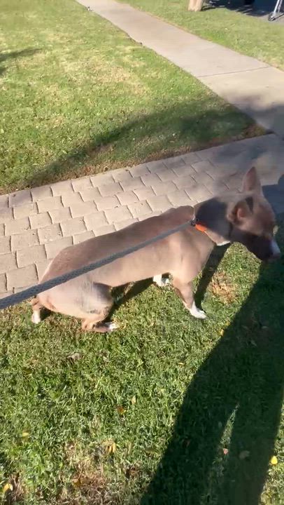 Enlarge Sabine, a Adoptable mixed breed in Redlands, CA video 5/6