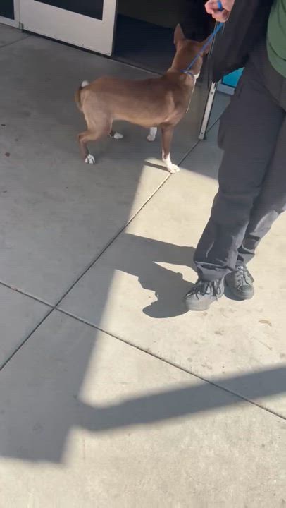 Enlarge Sabine, a Adoptable mixed breed in Redlands, CA video 3/6