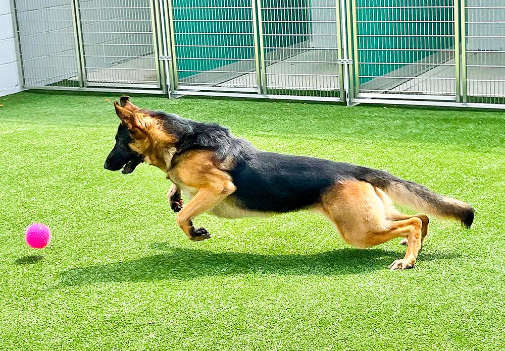 Loki, adopted, Adult Male German Shepherd Dog.