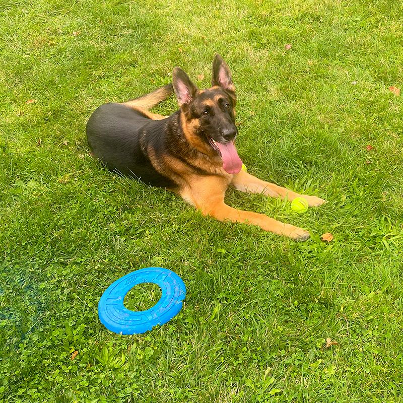 Loki, an adopted German Shepherd Dog in Millburn, NJ image 2/5