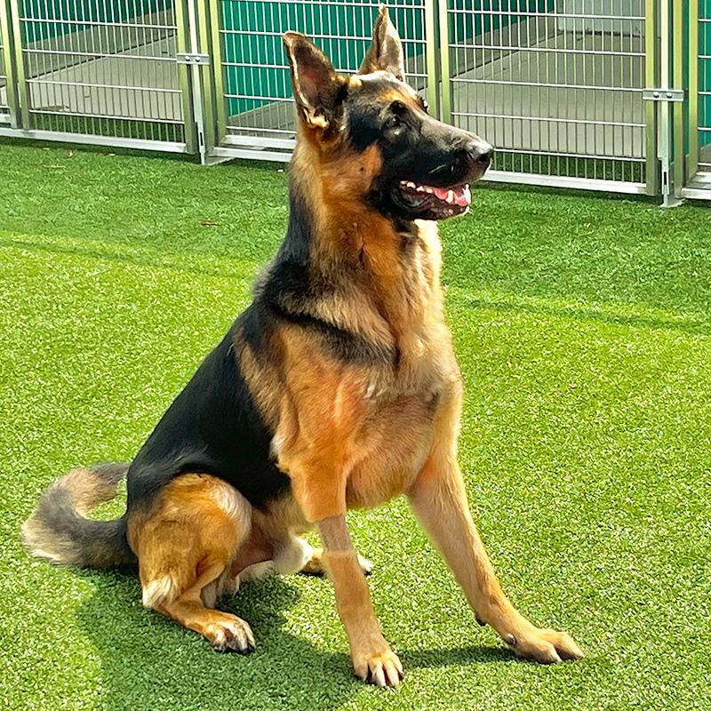 Loki, an adopted German Shepherd Dog in Millburn, NJ image 3/5