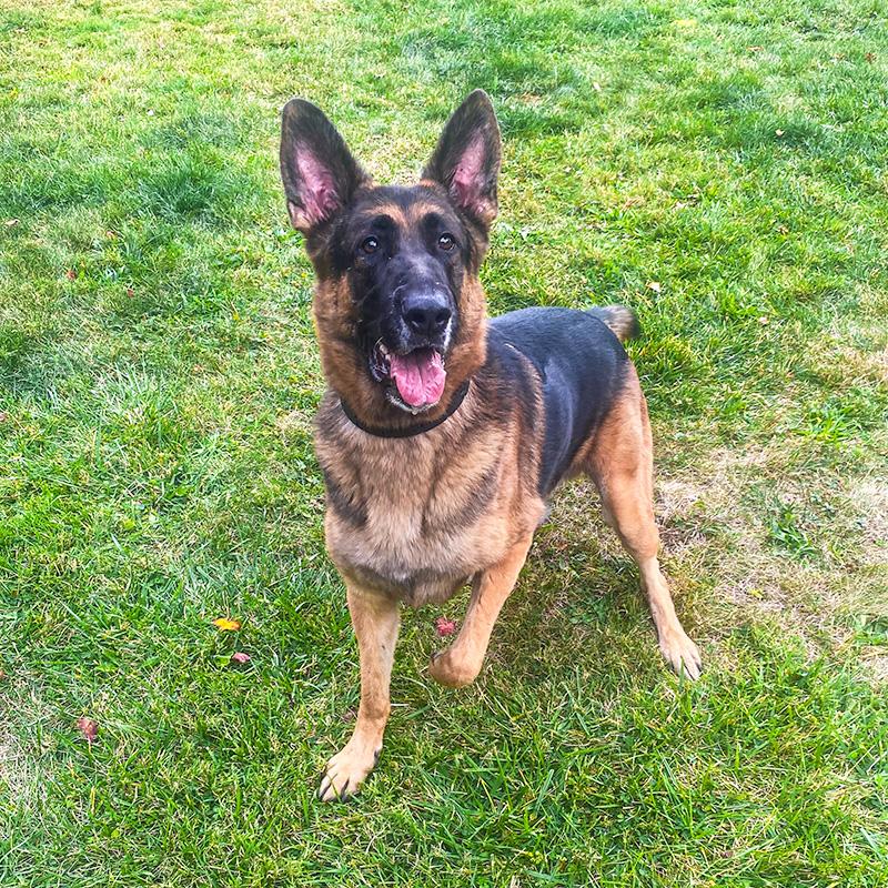 Loki, an adopted German Shepherd Dog in Millburn, NJ image 4/5