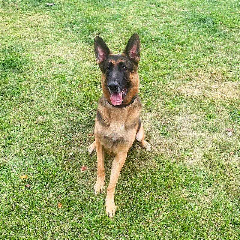 Loki, an adopted German Shepherd Dog in Millburn, NJ image 5/5