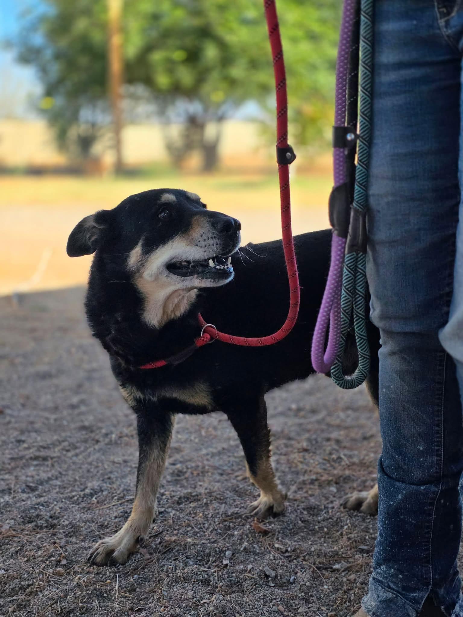 Brandon, Adopted, Senior Male German Shepherd Dog & Mixed Breed.